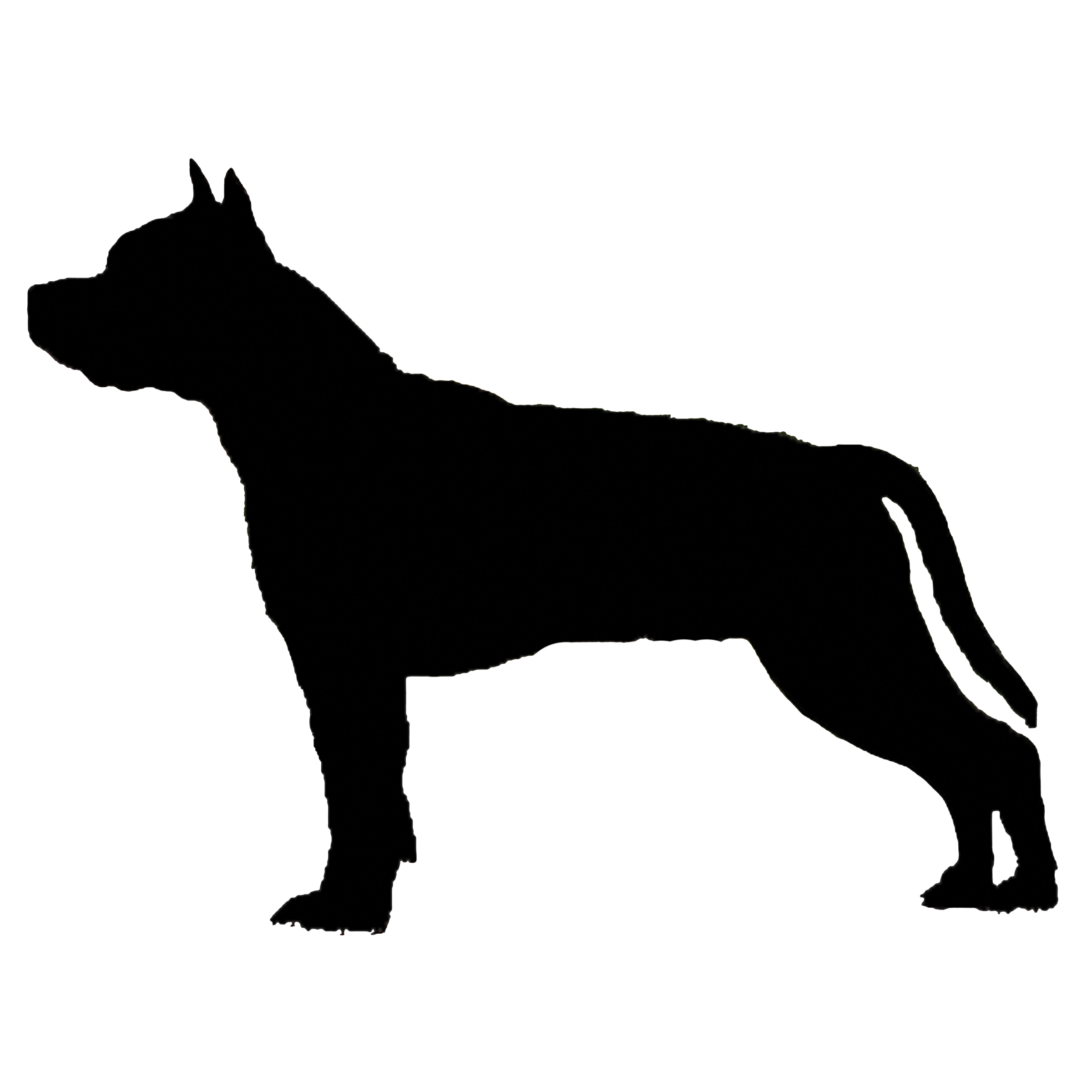 American Staffordshire Terrier Graphics