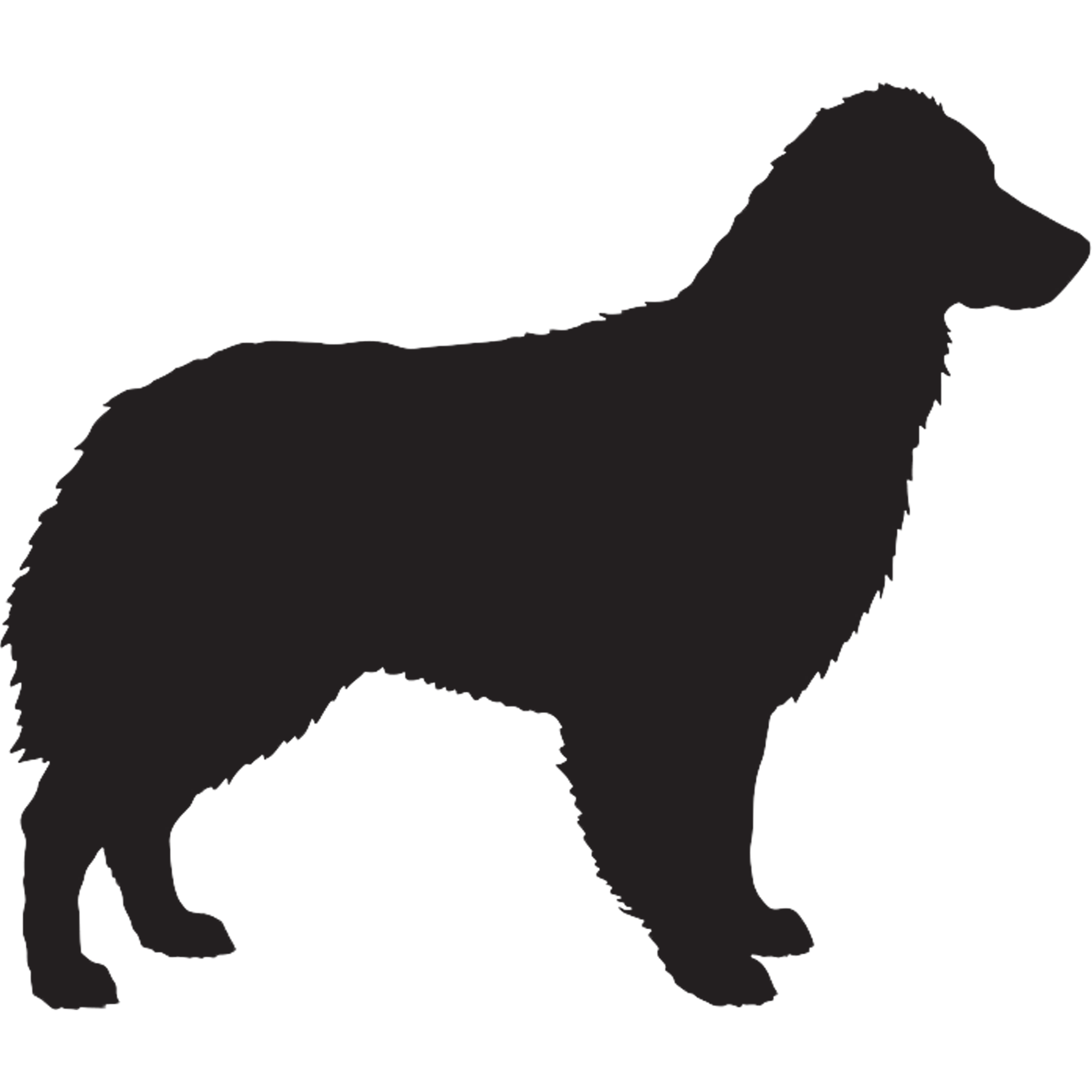 Australian Shepherd Graphics