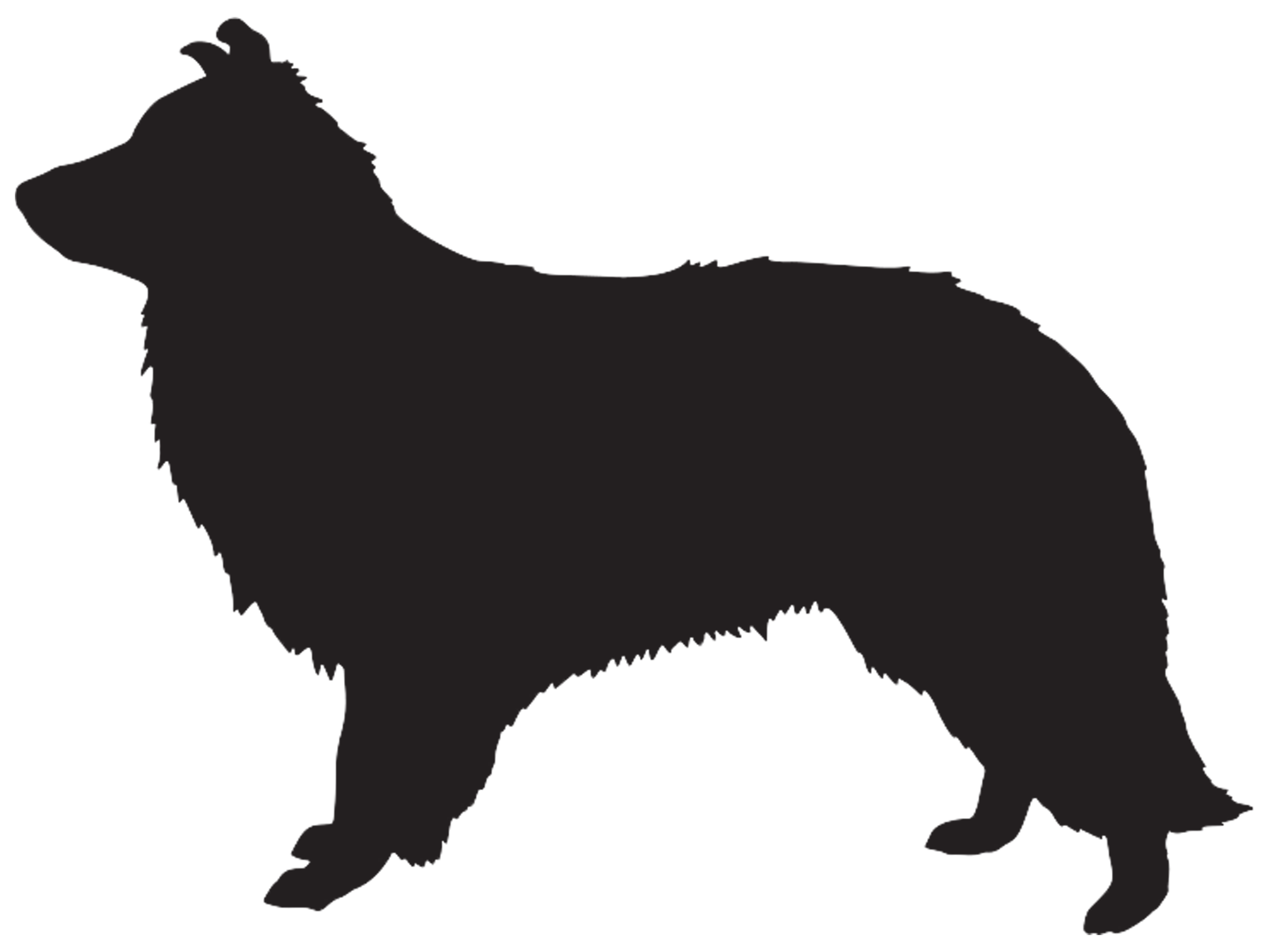 Border Collie Graphics